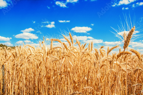 Gold wheat field and blue sky