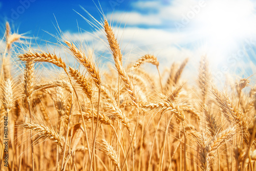 Gold wheat field and blue sky
