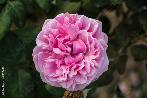 Fototapeta Naklejka Na Ścianę i Meble -  Pink rose in a garden