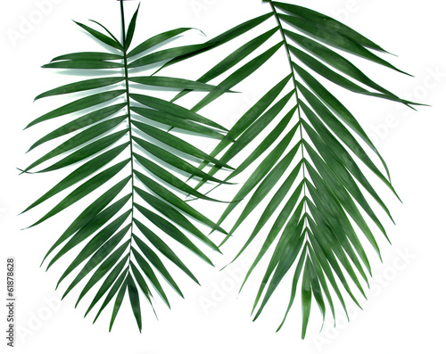 Green leaves  of palm tree  Howea  isolated on white
