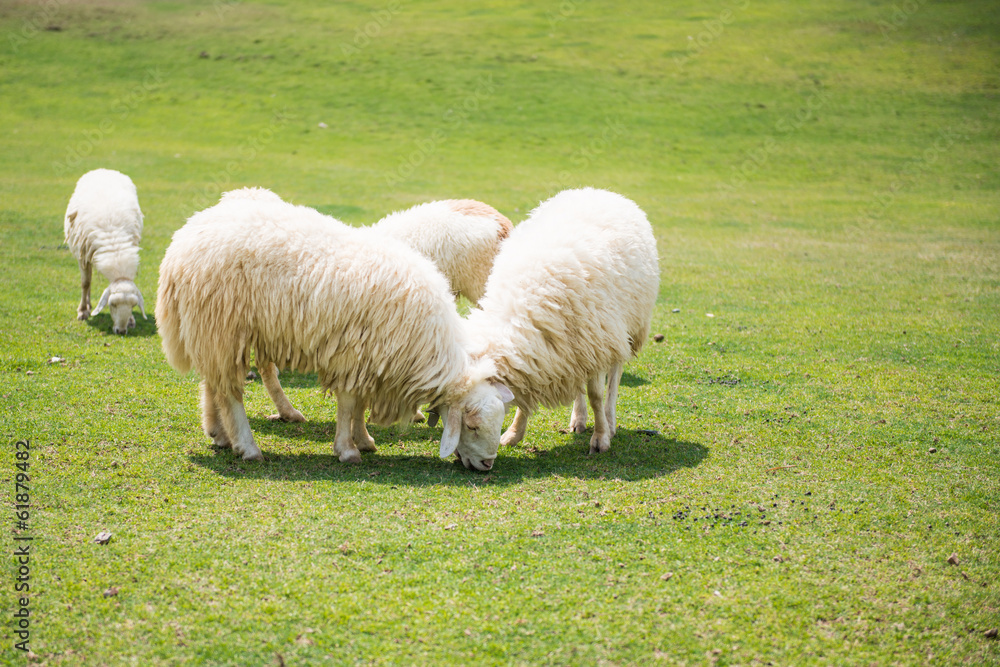 Fototapeta premium Sheeps in a meadow