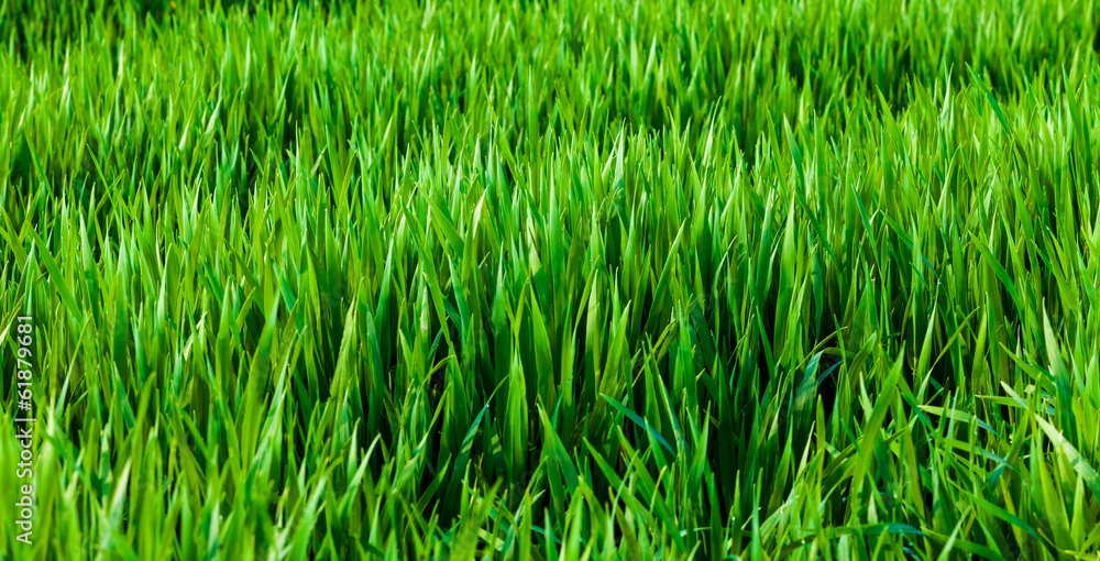 Obraz premium Grass background. Green grass texture