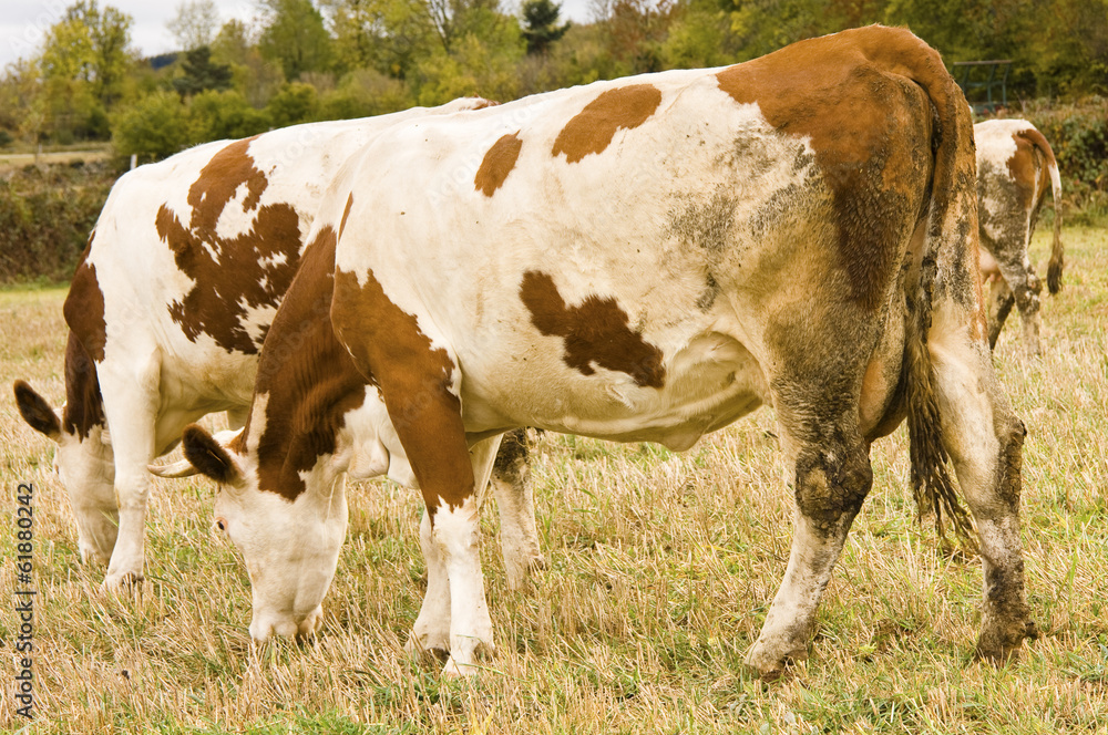 vaches vaches