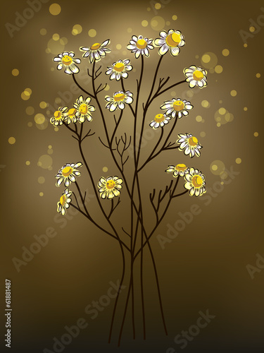 Chamomile