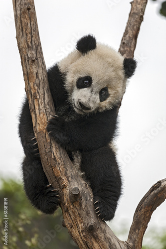 Fototapeta Naklejka Na Ścianę i Meble -  Giant Baby Panda Climbing on a Tree
