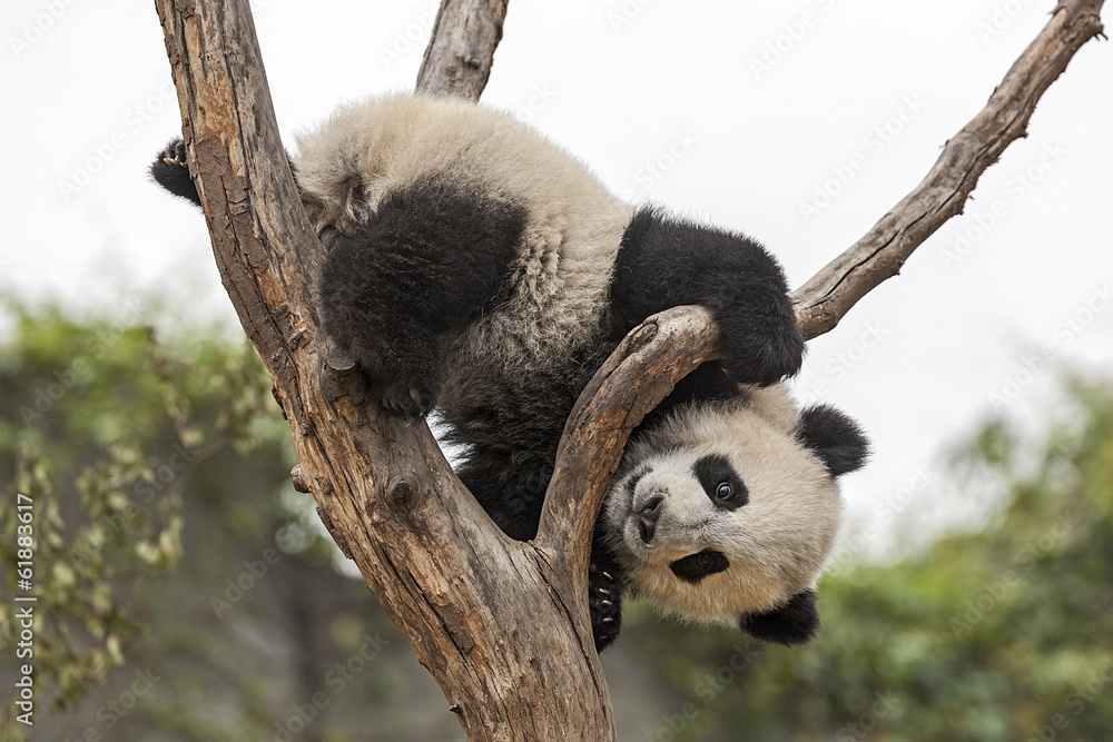 Giant Baby Panda Climbing on a Tree