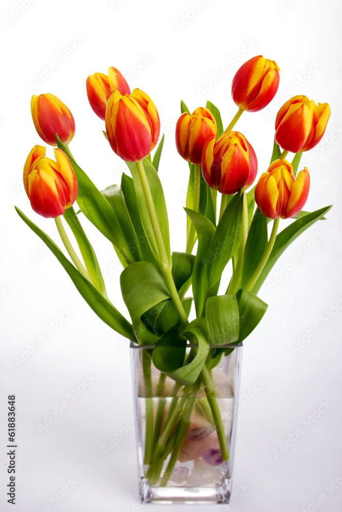 Beautiful orange red tulips on pure white background Beautiful orange red tulips on pure white background