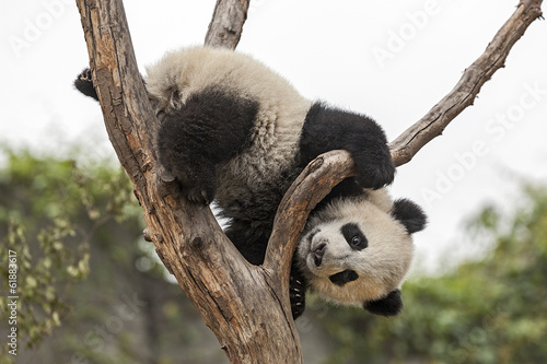 Obraz na płótnie Giant Baby Panda Climbing on a Tree w salonie