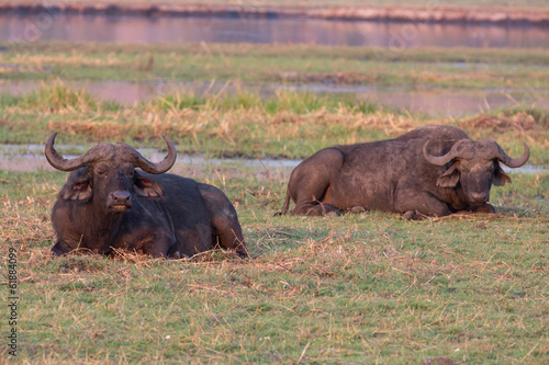 African buffalos
