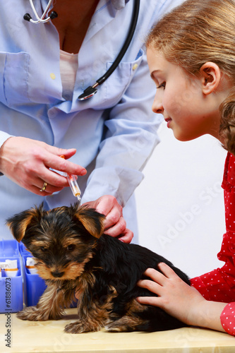 Veterinary treatment - vaccinating the Yorkshire puppy