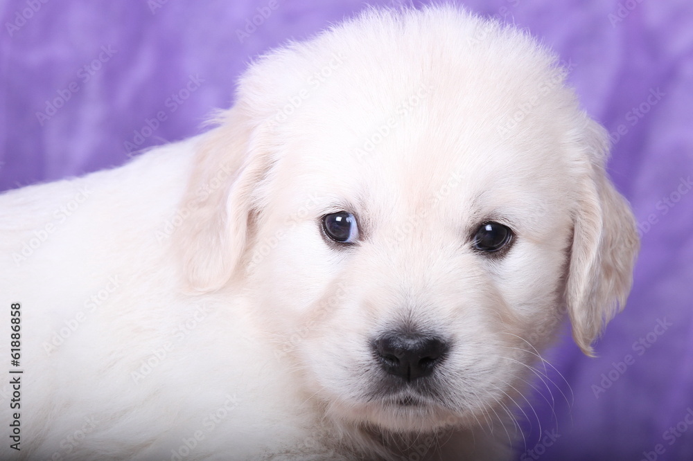 Golden Retriever Welpe vor lila Hintergrund Golden Retriever Welpe vor lila Hintergrund