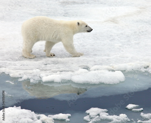 Polar bear in natural environment 