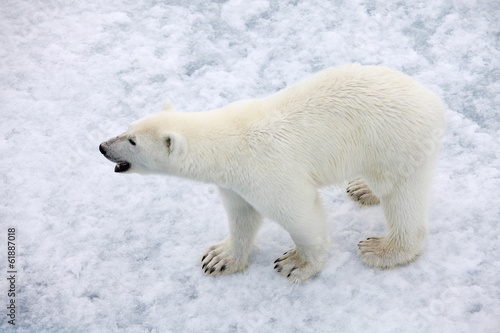 Polar bear in natural environment 