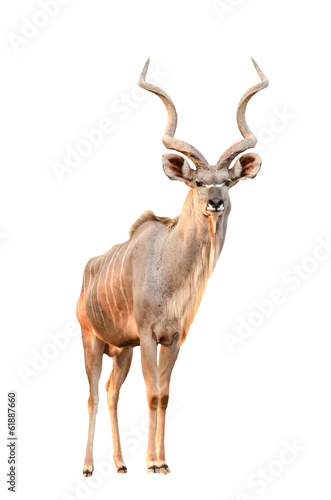 Fotografie kudu isolated