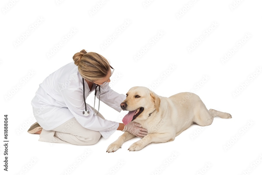 Pretty vet stroking yellow labrador dog