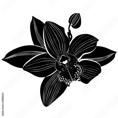Orchids flowers it is isolated