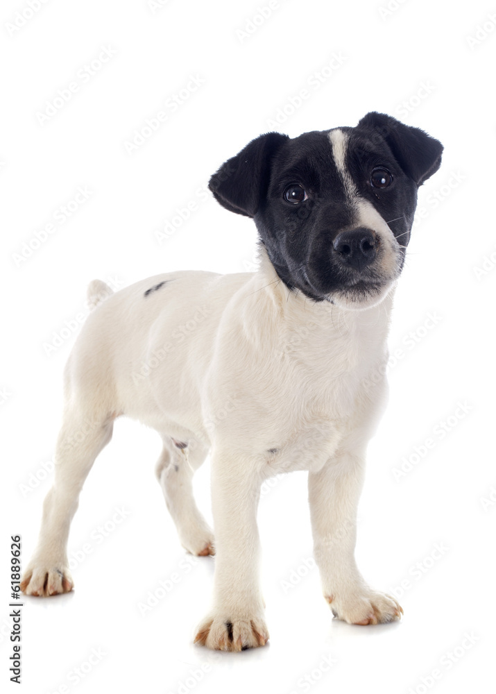 puppy jack russel terrier