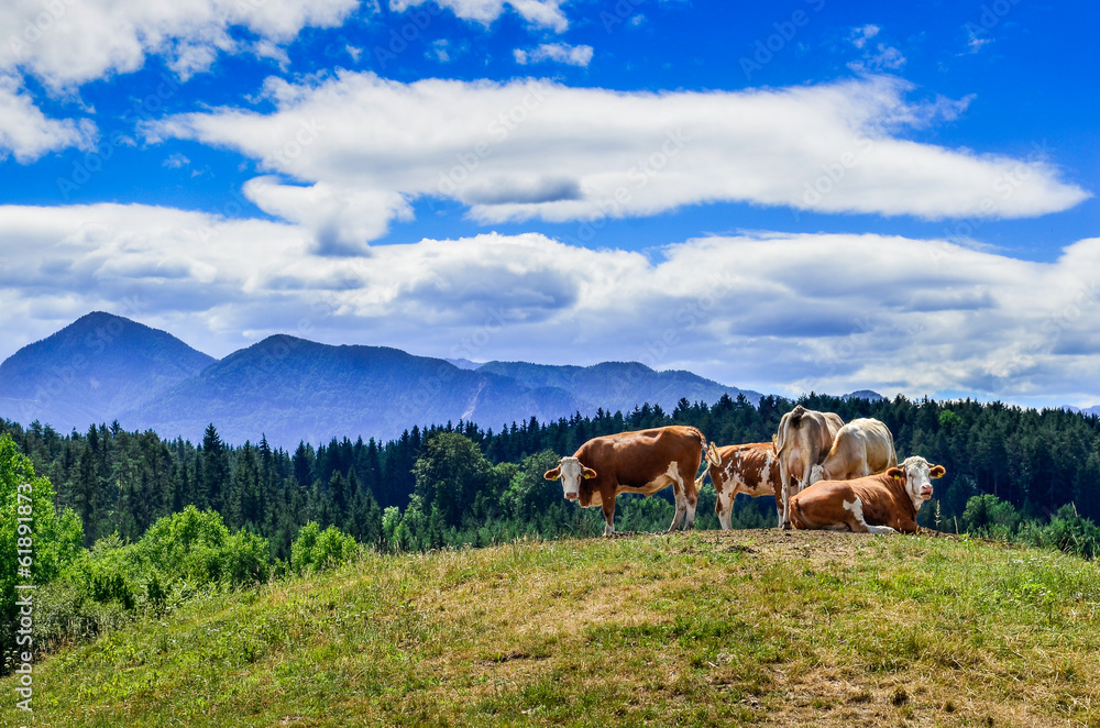 Cows in the Meadow