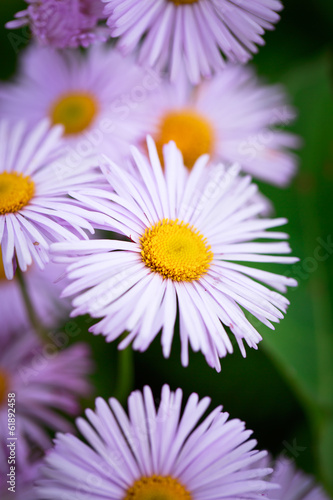 lilac chamomile flower
