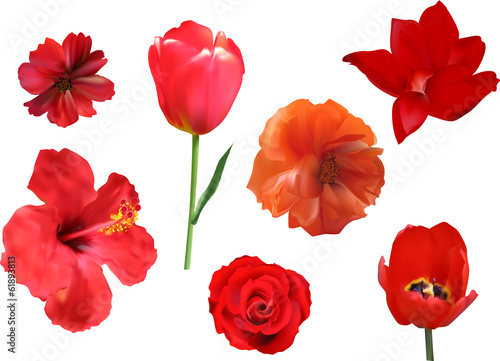 set of seven red flowers isolated on white