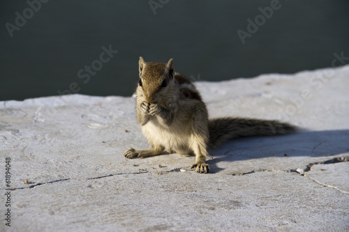 Chipmunk photo