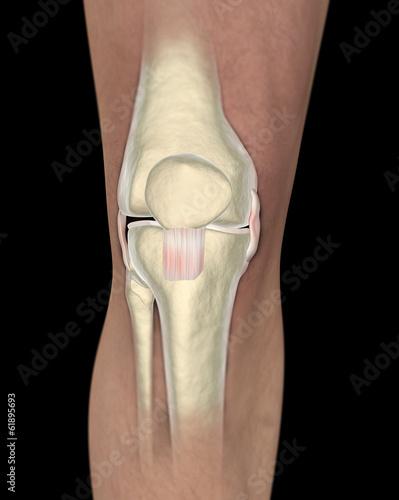 Ginocchio legamenti tendini ai raggi x photo