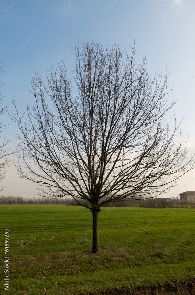 Tree in a field