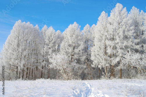 Beautiful winter landscape with larches