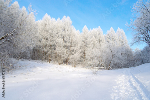 Beautiful winter landscape in forest with trees