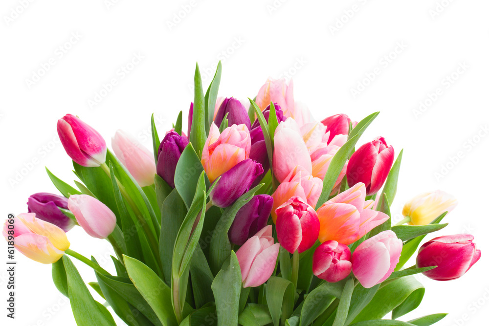 pink and violet tulips