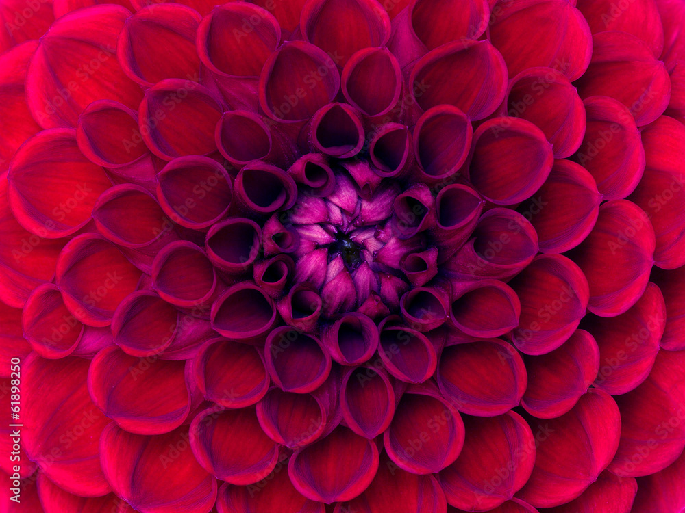 closeup flower closeup flower