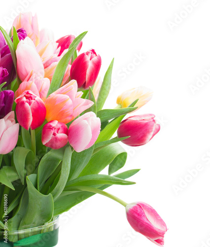 pink and violet tulips close up