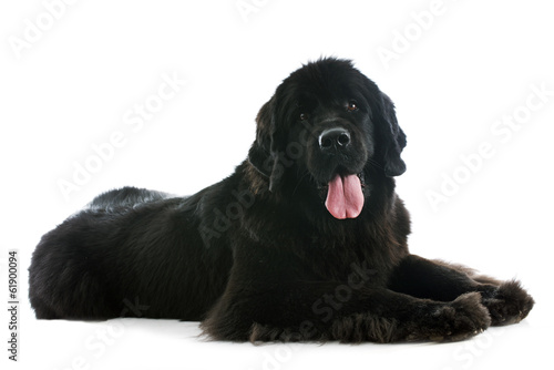 Bild auf Leinwand newfoundland dog
