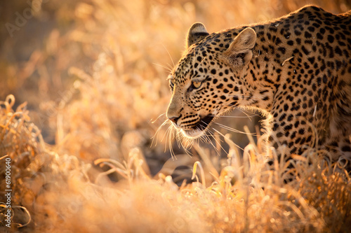 Leopard Walking at Sunset photo