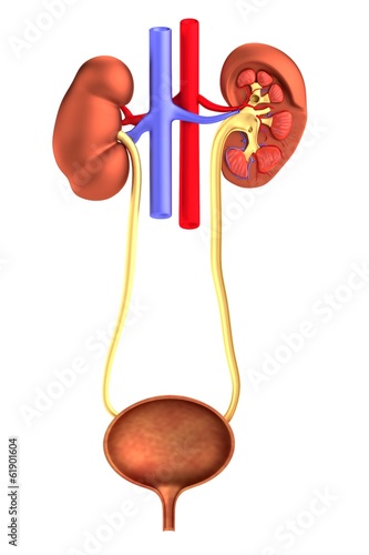 realistic 3d render of urinary system