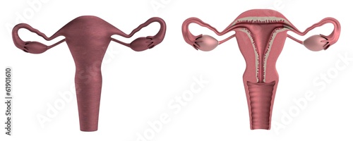 Fényképezés realistic 3d render of uterus