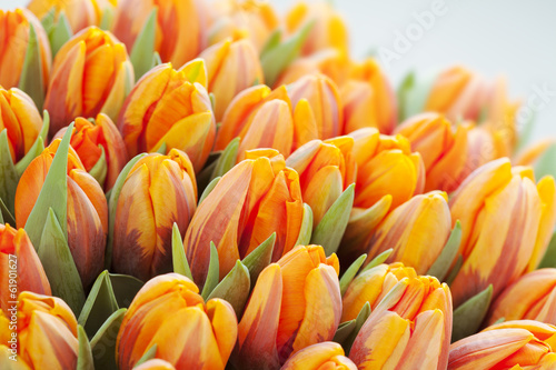 Fototapeta Naklejka Na Ścianę i Meble -  Close up of bunch of beautiful orange tulips