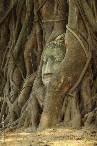 Buddha head in the tree roots at Wat Maha That