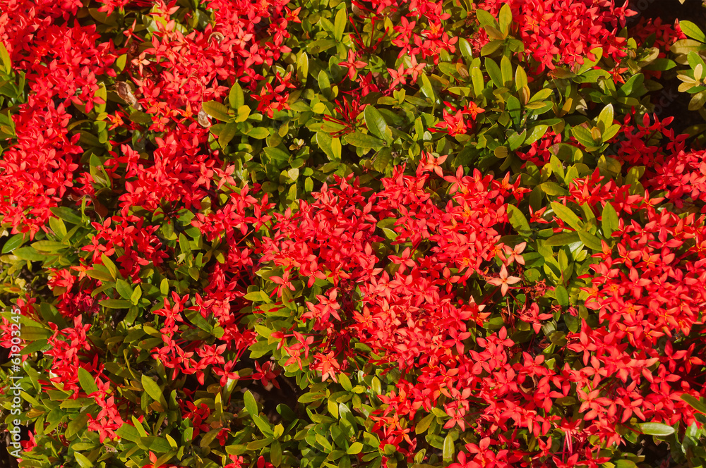 Blooming Red Ixora flowers