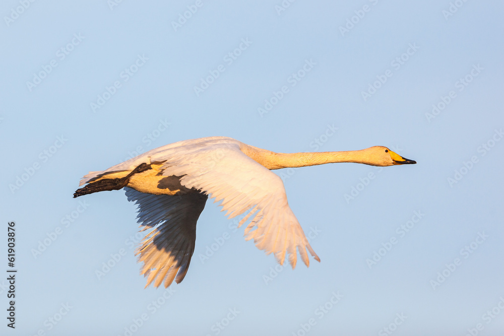 Obraz premium Whooper Swan flying