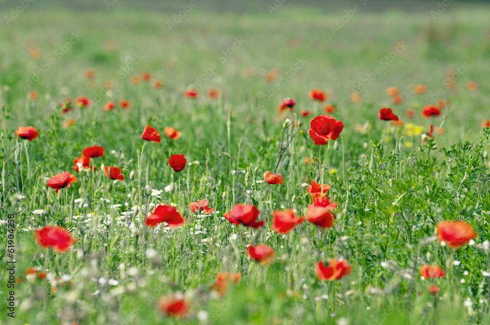 Red poppies on the meadow Red poppies on the meadow