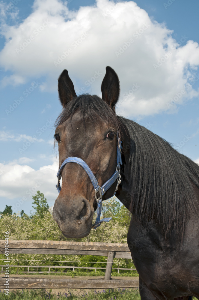 Fototapeta premium Horse on the farm portrait close