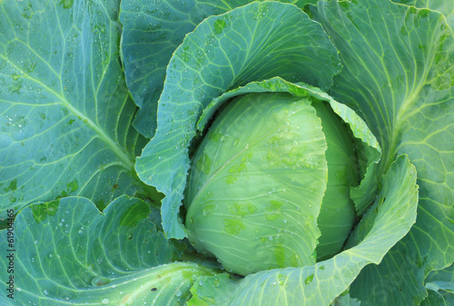 Organic green cabbage