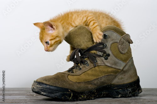 Katze erforscht einen Schuh