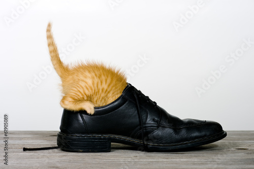 Katze erforscht einen Schuh