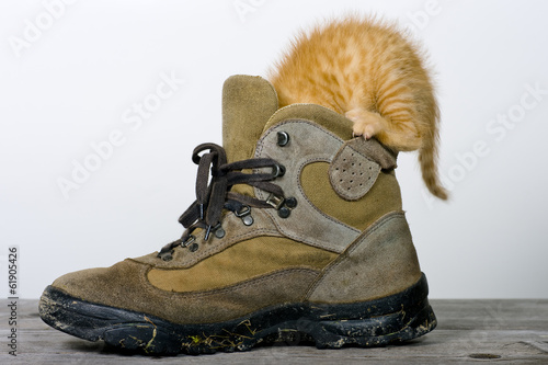Katze erforscht einen Schuh