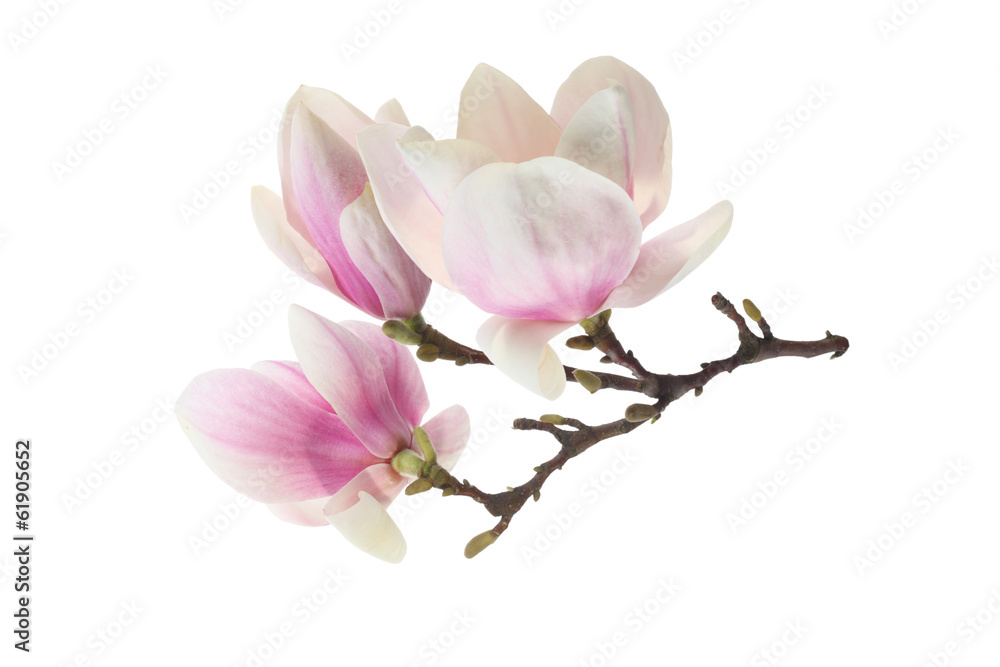 Naklejka premium magnolia