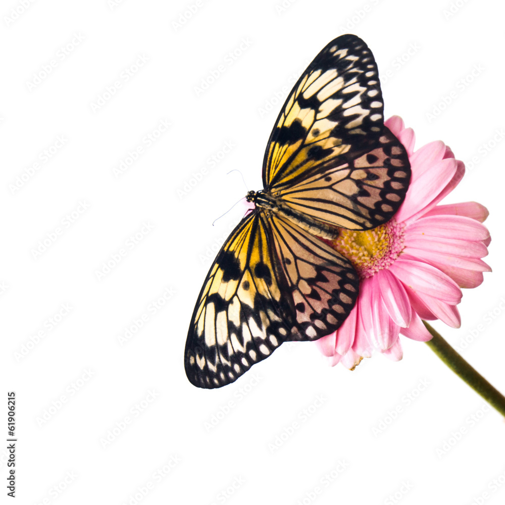 Fototapeta premium Beautiful Plain Tiger butterfly perching on pink flower