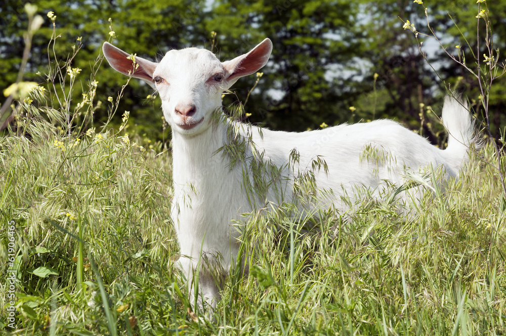Funny white goat smiling on the meadow Funny white goat smiling on the meadow