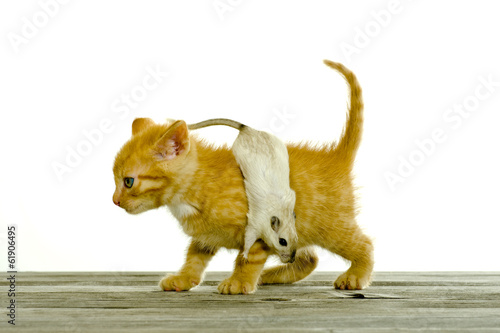 Zwei Freunde  eine kleine Katze spielt mit einer Maus